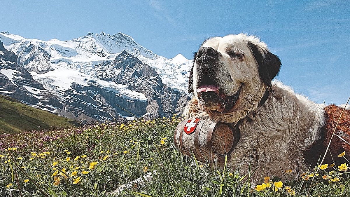 Berner Sennhund Bernhardiner Schweiz Bergnatur Ostschweiz Berner Oberland