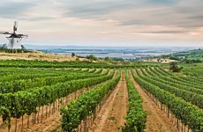 Retzer Weinland Österreich Weinviertel